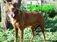 SHADOW1, Hund, Podenco-Mix in Spanien - Bild 2