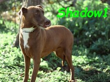 SHADOW1, Hund, Podenco-Mix in Spanien - Bild 3