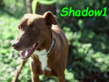 SHADOW1, Hund, Podenco-Mix in Spanien - Bild 4