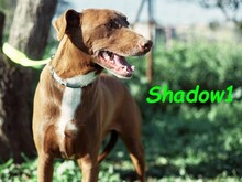 SHADOW1, Hund, Podenco-Mix in Spanien - Bild 5