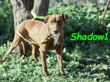 SHADOW1, Hund, Podenco-Mix in Spanien - Bild 6