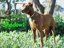 SHADOW1, Hund, Podenco-Mix in Spanien - Bild 7