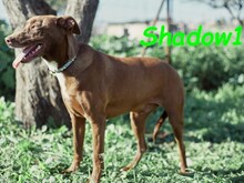 SHADOW1, Hund, Podenco-Mix in Spanien - Bild 8