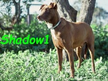 SHADOW1, Hund, Podenco-Mix in Spanien - Bild 9