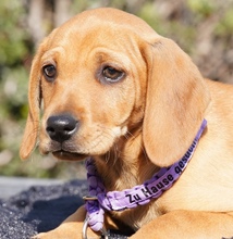 HILDA, Hund, Mischlingshund in Zypern - Bild 1