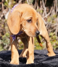 HILDA, Hund, Mischlingshund in Zypern - Bild 2