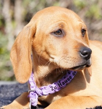 HILDA, Hund, Mischlingshund in Zypern - Bild 3