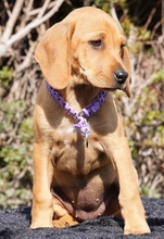 HILDA, Hund, Mischlingshund in Zypern - Bild 6