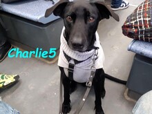 CHARLIE5, Hund, Labrador-Border Collie-Mix in Köln