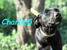 CHARLIE5, Hund, Podenco-Mix in Spanien - Bild 1