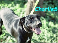 CHARLIE5, Hund, Podenco-Mix in Spanien - Bild 10