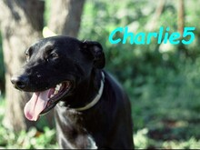 CHARLIE5, Hund, Podenco-Mix in Spanien - Bild 11