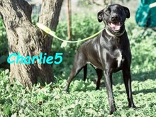 CHARLIE5, Hund, Podenco-Mix in Spanien - Bild 2