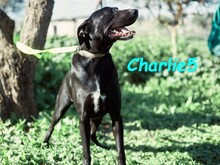 CHARLIE5, Hund, Podenco-Mix in Spanien - Bild 3