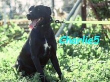 CHARLIE5, Hund, Podenco-Mix in Spanien - Bild 4