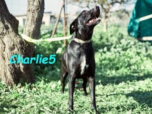 CHARLIE5, Hund, Podenco-Mix in Spanien - Bild 5