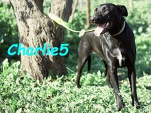 CHARLIE5, Hund, Podenco-Mix in Spanien - Bild 6