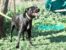 CHARLIE5, Hund, Podenco-Mix in Spanien - Bild 7