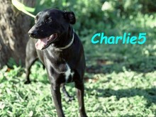 CHARLIE5, Hund, Podenco-Mix in Spanien - Bild 8