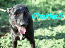 CHARLIE5, Hund, Podenco-Mix in Spanien - Bild 9