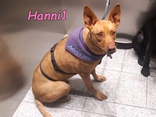 HANNI1, Hund, Labrador-Border Collie-Mix in Köln