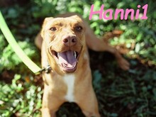 HANNI1, Hund, Podenco-Mix in Spanien - Bild 1