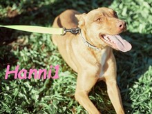 HANNI1, Hund, Podenco-Mix in Spanien - Bild 2