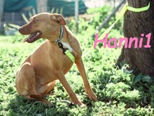 HANNI1, Hund, Podenco-Mix in Spanien - Bild 4