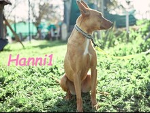 HANNI1, Hund, Podenco-Mix in Spanien - Bild 6