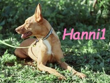 HANNI1, Hund, Podenco-Mix in Spanien - Bild 7