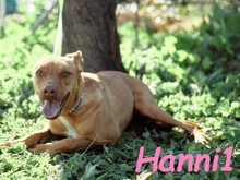 HANNI1, Hund, Podenco-Mix in Spanien - Bild 8