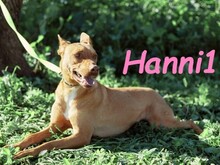 HANNI1, Hund, Podenco-Mix in Spanien - Bild 9