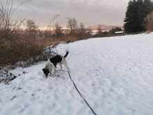 TIGER, Hund, Mischlingshund in Zwiesel - Bild 4