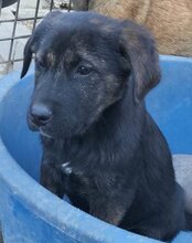 LUDWIG, Hund, Mischlingshund in Kroatien - Bild 15