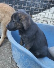 LUDWIG, Hund, Mischlingshund in Kroatien - Bild 16