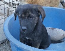 LUDWIG, Hund, Mischlingshund in Kroatien - Bild 17
