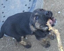 LUDWIG, Hund, Mischlingshund in Kroatien - Bild 18