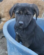 LUDWIG, Hund, Mischlingshund in Kroatien - Bild 19