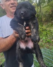 LUDWIG, Hund, Mischlingshund in Kroatien - Bild 20