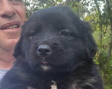 LUDWIG, Hund, Mischlingshund in Kroatien - Bild 21