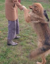 ZUCO, Hund, Mischlingshund in Kroatien - Bild 7