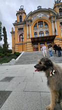 SMOKY, Hund, Mischlingshund in Rumänien - Bild 10