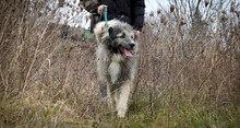 SMOKY, Hund, Mischlingshund in Rumänien - Bild 13