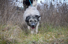 SMOKY, Hund, Mischlingshund in Rumänien - Bild 16