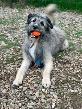 SMOKY, Hund, Mischlingshund in Rumänien - Bild 2