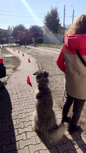 SMOKY, Hund, Mischlingshund in Rumänien - Bild 20