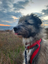 SMOKY, Hund, Mischlingshund in Rumänien - Bild 4