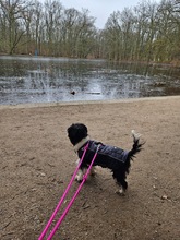 ABBY, Hund, Mischlingshund in Köln - Bild 3