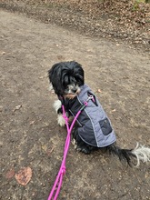 ABBY, Hund, Mischlingshund in Köln - Bild 4