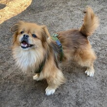 TEDDY4, Hund, Mischlingshund in Lingen - Bild 10